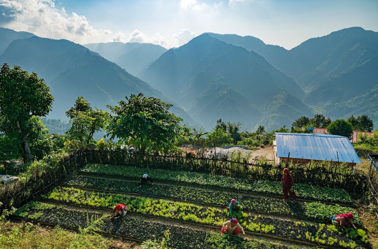 Tree-Nation plantation project